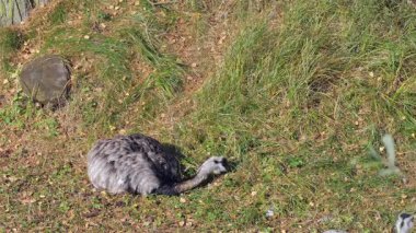 Büyük rhea (Rhea americana). Ortak Rhea
