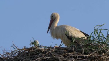 Yuvasında iki civciv olan beyaz leylek