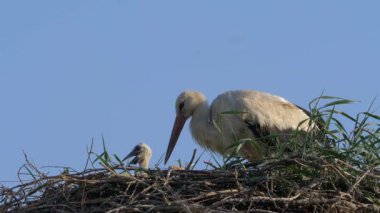 Beyaz leylek yuvada piliçle