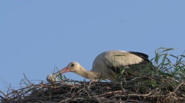 Yuvada civciv ile beyaz leylek