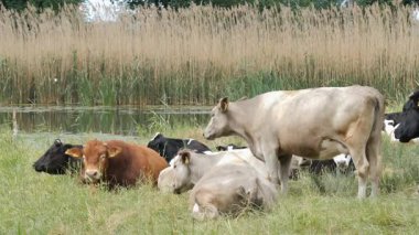 Nehri yakınında bir mera üzerinde uzanmış inek sürüsü