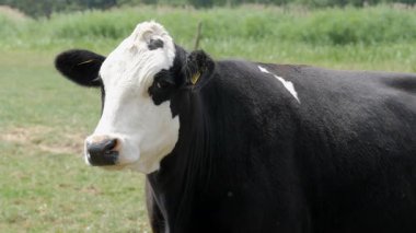 İnek kameraya dikkatle bakar.