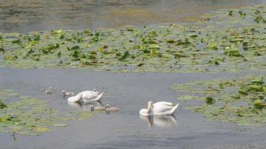 Sessiz kuğu piliçle. Kuğu rengi. Bahar