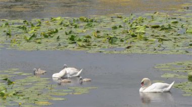 Sessiz kuğu piliçle. Kuğu rengi. Bahar