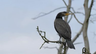 Genç bir karabatak dalda.