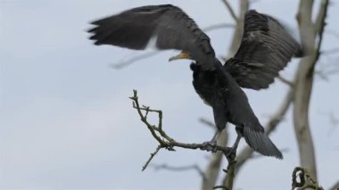 Büyük karabatak kanatları (Phalacrocorax karbo yayılır).