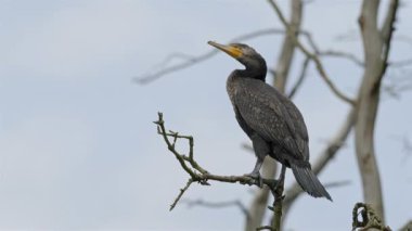Büyük siyah karabatak pisliğinin genç bir örneği.