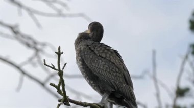 Karabatak bir dala tünemiş.