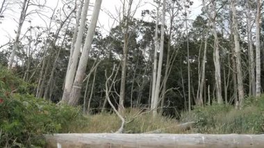 Ölü bir ağaç üzerinde Karabatak yuvaları - Katy Rybackie, Polonya kuşlar doğa rezerv