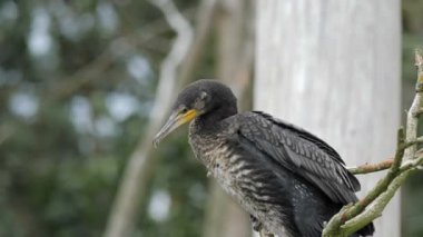 Dalda tıraşlama büyük siyah karabatak. Genç numune