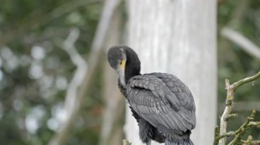 Büyük karabatağın ergen bir örneği (Phalacrocorax carbo).