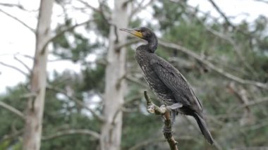 Büyük siyah karabatak dala tünemiş. Yakınlaştır