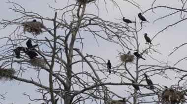 Yetişkin karabatak genç olan besleniyor. Karabatak yuvası. Phalacrocorax carbo