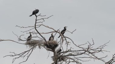 Karabatak yuva bir ağaç üzerinde