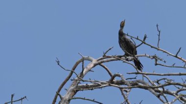 Karabatak. Latince adı Phalacrocorax carbo