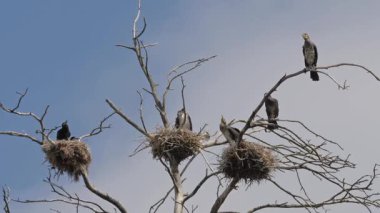 Bir ağaç üzerinde yuvalarda karabataklar.