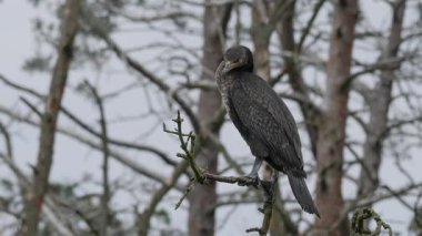 Büyük karabatağın ergen bir örneği.