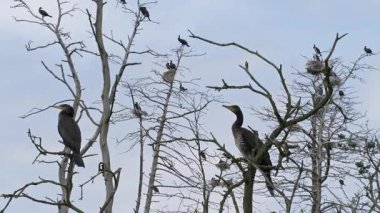 Ölü ağaçların arka planında karabatak siluetleri