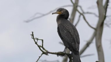 Karabatak dala tünemiş.