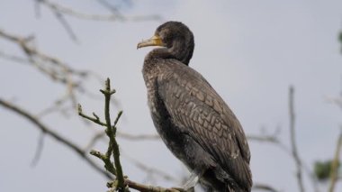 Genç bir karabatak dalda.