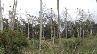 Karabataklar ölü ağaçlara yuva yapar. Katy Rybackie, Polonya 'da kuş doğa rezervi