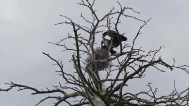 Yetişkin karabatak genç olan besleniyor. Karabatak yuvası. Phalacrocorax carbo