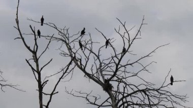 Siluetleri kuş (büyük siyah karabatak) ölü bir ağaç üzerinde