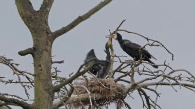 Yetişkin karabatak genç olan besleniyor. Karabatak yuvası. Phalacrocorax carbo