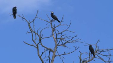 Siluetleri kuş (büyük siyah karabatak) ölü bir ağaç üzerinde