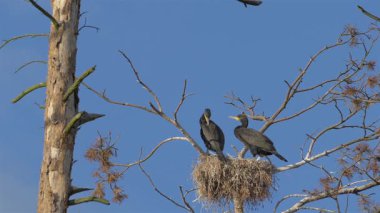 İki büyük siyah karabatak ağaçta.