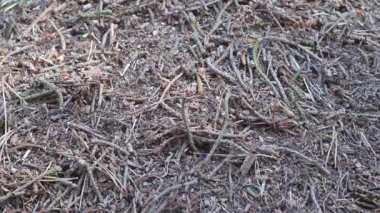 Karınca yuvasında karıncalar. Formika rufa karıncaları