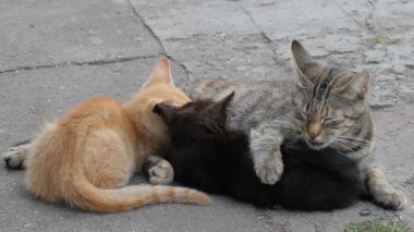 Genç kedi yavrusu anne süt emme