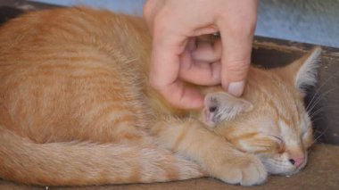 El zencefil kedi yavrusu okşayarak