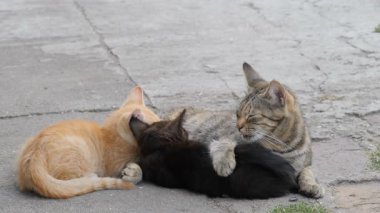 Dişi kedi iki yavru kediyi besliyor.
