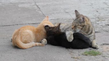 Dişi kedi iki yavru kediyi besliyor.