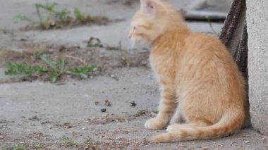 Küçük, zencefil, komik kedi yavrusu kendi kuyruğunu kovalıyor.