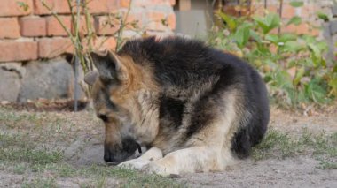 Eski bir köy köpek portresi
