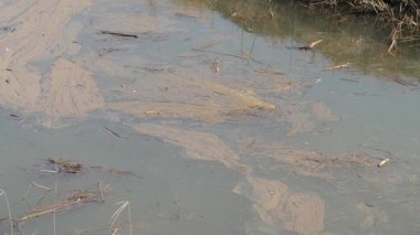 Domuz üretimi, bulamaç sıvı atık. Bir domuz endüstrisi tarafından kirletilmiş su