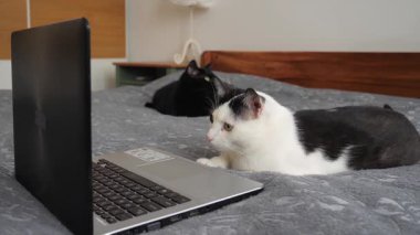 Kedi kediler için aksiyon filmi izliyor. Modern kedinin yaşam tarzı