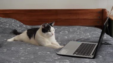 Cat kediler için aksiyon filmi izliyor. Şehir kedisinin sıkıcı hayatı