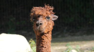 Bir alpaka. Vicugna paketleri. Kötü saç günü