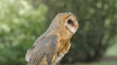 Tyto Alba. Ahır baykuş. Yırtıcı kuş