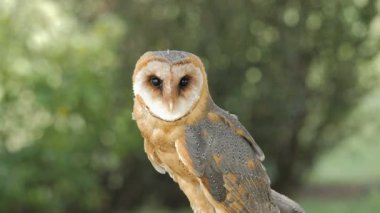 Peçeli baykuş. Tyto alba. Yırtıcı Kuş