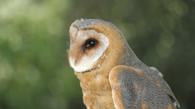 Peçeli baykuş. Tyto alba. Yırtıcı Kuş
