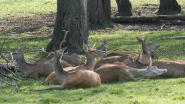 Bir grup kırmızı geyik ormanda dinleniyor. Stag ile yapar. Cervus Elaphus.