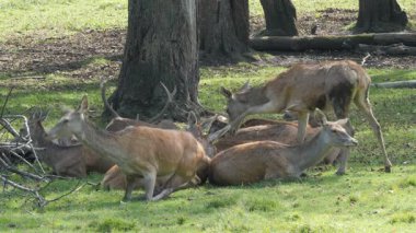 Kızıl geyikler ormanda dinleniyor. Stag ile yapar. Cervus Elaphus.