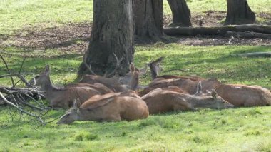 Kızıl geyik grup ormanda dinleniyor. Geyik ve does. Cervus Elaphus