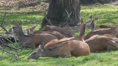 Bir grup kırmızı geyik ormanda dinleniyor. Stag ile yapar. Cervus Elaphus.