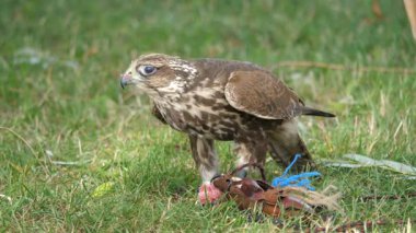 Saker şahini çiğ et yer. Falco Cherrug. Yırtıcı kuş