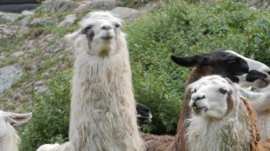 Bir grup lama. Lama glama